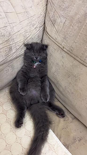 Pişiklər: Şotland yastı qulaq -da lalafo.az — 1 Pişiklər: Şotland yastı qulaq — 1