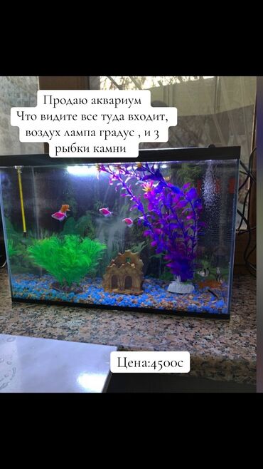 Аквариумы: Срочно ‼️ продаю аквариум, все что вы видите на фото все туда входит !