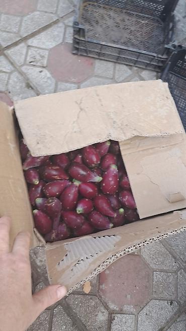 nar 1 saat: Məhsul: Qırmızı “küncüt armudu” (opuntiya – çətinliksiz: kaktus — 4