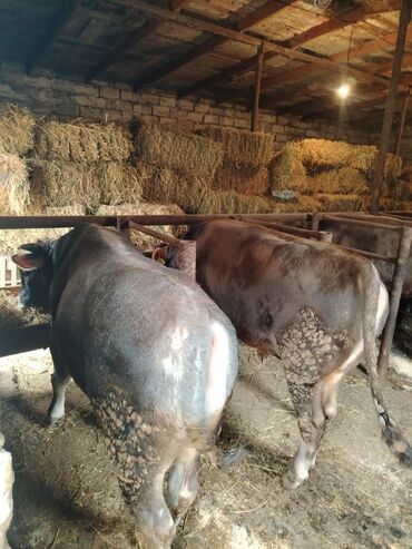 Inəklər, öküzlər: 6 baş dana satilir — 7