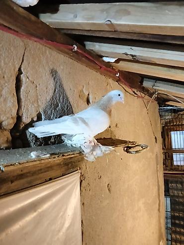 Птицы: Продаю молодых голубей 1 шт стоит пятьсот сом окончательно родители — 21