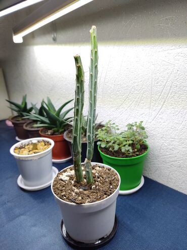 Otaq bitkiləri: Sukkulentlər. Sağlam və dözümlü bitkilərdi. Uzun müddət susuz qala -da lalafo.az — 10 Otaq bitkiləri: Sukkulentlər. Sağlam və dözümlü bitkilərdi. Uzun müddət susuz qala — 10