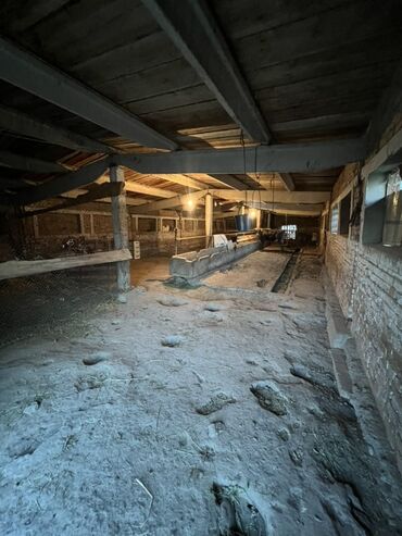 Коровы, быки: Продается кошара в селе Мураке, Московский район, территория участка 1 — 2