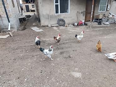 Куры, петухи: Продаю | Петух | Для разведения — 4