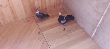 tuklu pişiklər: Növ: Bəzək/evcil göyərçinlər Say: 2 ədəd (cüt) Rəng: Qara fonda ağ