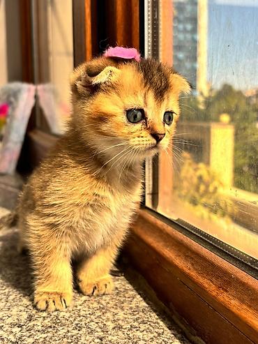 Кошки: Шотландская вислоухая — 7
