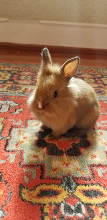 Dovşanlar: 🟠 Ev dovşanı balalarına super endirim kampaniyası. müvəqqəti olaraq 50 — 3