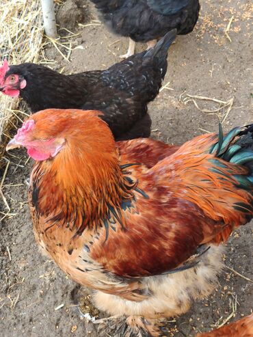 Xoruzlar: Xoruz, Brama, il: <1, Ünvandan götürmə — 9