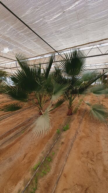 Bağ evlərinin satışı: Bakı, Türkan qəs., 1500 kv. m, 7 otaqlı, Hovuzlu, Qaz, İşıq, Su — 27