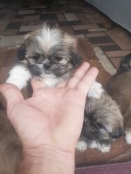 İtlər: Pekines, 1 ay, Dişi, Ödənişli çatdırılma — 15