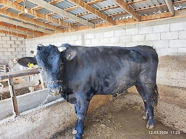Коровы, быки: Продаю | Бык (самец) | Швицкая — 3