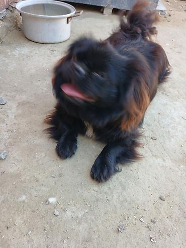 İtlər: Pekines -da lalafo.az — 9 İtlər: Pekines — 9