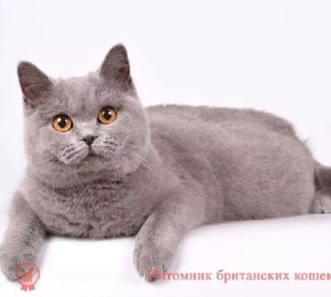 кошка порода: Британская кошка, возраст 8 мес, добрая ласковая, не кастрированная