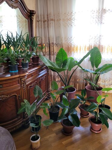 yonca toxumu qiymeti 2024: 15 eded dibcek.2 boyuk alokasiya4 orta alokasiya,3 aloe,3 pul gulu,3
