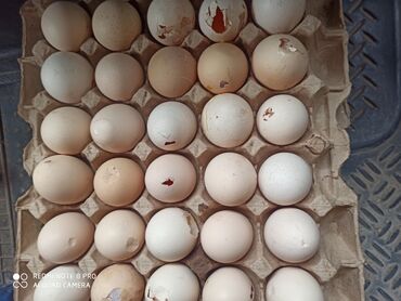 страусиное яйцо купить: Продаю накол по 3сома