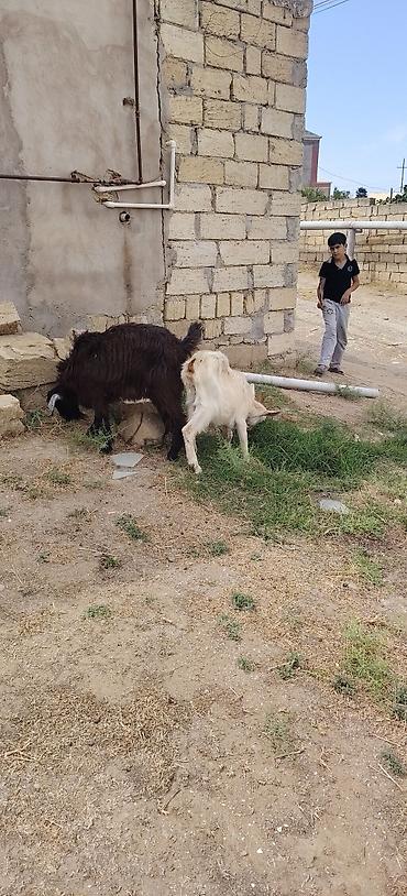heyvan bazarları: Sarı bogazdı 1 ci qarın el kecileridi Məhsul təsviri: - Ağ və bej — 5