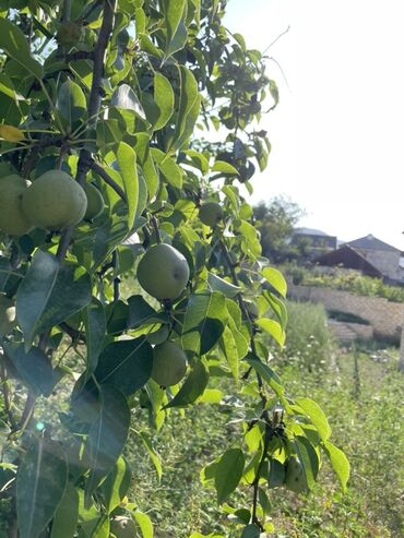 Həyət evləri və villaların satışı: Goygol rayonu Awigli kendi 1 ci perevaldan 50 metr awagi. Ev 2 — 3
