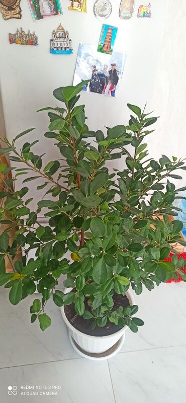 хищное растение: Фикус очень красивыйпушистый, не прихотливыйвысокийрост 150 см