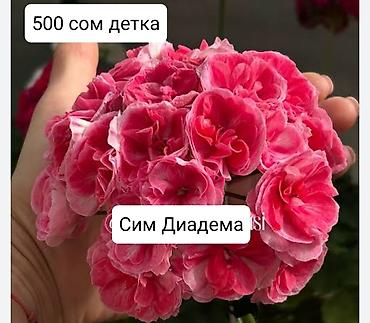 Герани и пеларгонии: Пеларгонии (герани) сортовые — детки в стаканчиках. Доступные сорта — 18