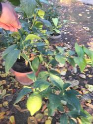 Декоративные деревья: Продается лимонное дерево с плодами и без, многолетние и молодые — 9