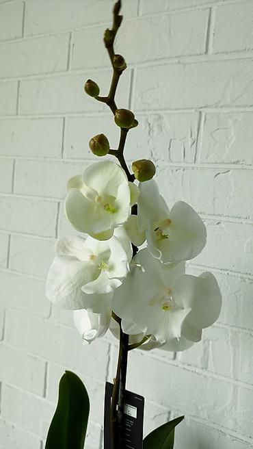 Орхидеи: Большой выбор сортовых орхидей. высота растений 70 см — 6