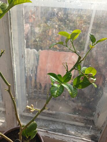заказать мебель в бишкеке: Продается лимон цветет цена 500с