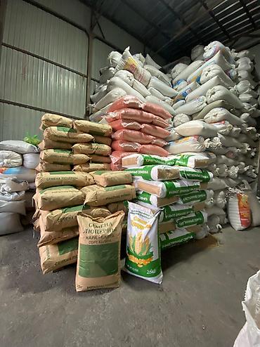 Зерновые культуры: Беде урук Бишкек оптом 🤝 — 12