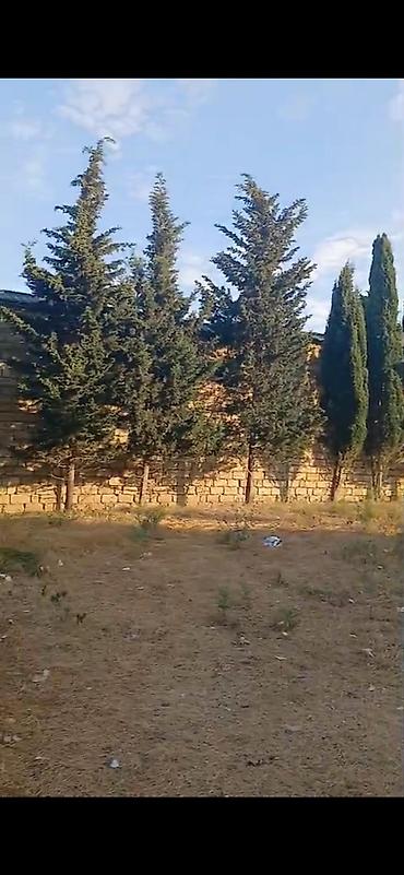 şeki: 10800 sot, Bələdiyyə — 2