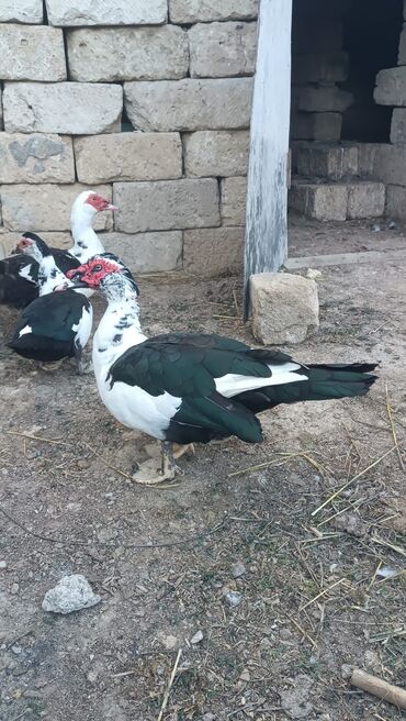 сколько стоит щенок акита ину: Çatdırma var Bolt taksi ilə erkek lal ördekler hamsı bir yərdə 160azn