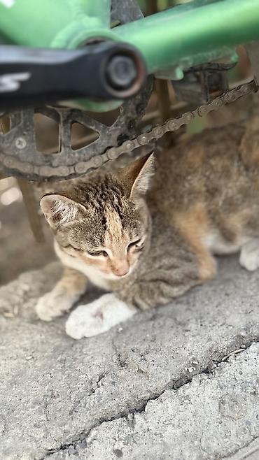 кошки сфинксы: Котёнок, короткошёрстный, полосато-черепаховый окрас (серо-бежевые — 6