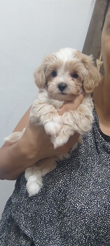 İtlər: 4 ay, Dişi, Peyvəndli, Ünvandan götürmə — 6