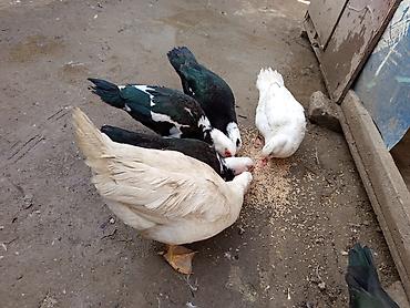 Ördəklər: Dişi, | Lal ördək, Ətlik — 8