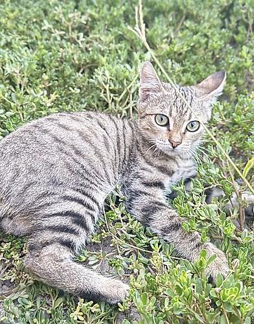 пропала собака хаски: Котята ищут любящую семью🫶🏻 - Возраст: 2-3 месяца. Девочка и — 3