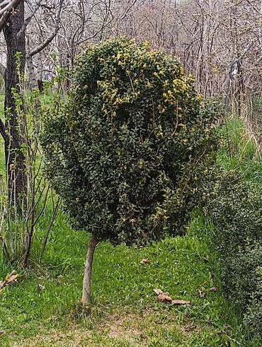 Самшит: Самшит (Buxus sempervirens) — взрослые сформированные кусты ПРОДАЮ С — 6