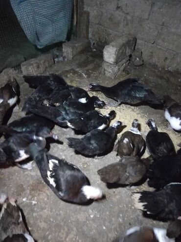 danişan quş: Muscovy (hinduşka ördəyi) ördəkləri – qarışıq rənglərdə sürü -