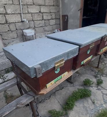 arı yuvası: Arıçılıq üçün taxta arı yeşikləri (pətəklər). İçində 6 ay arı — 1