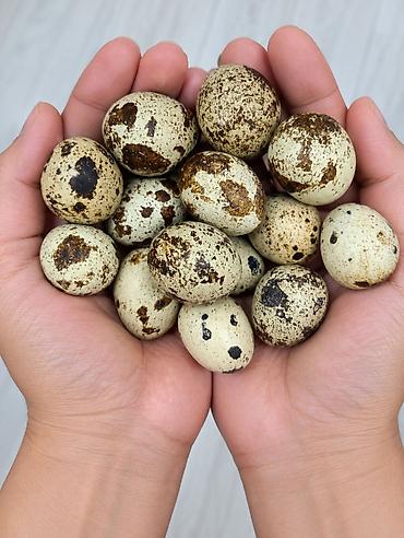 Жумурткалар: 🥚 СВЕЖИЕ ПЕРЕПЕЛИНЫЕ ЯЙЦА ОТ НАШЕЙ ФЕРМЫ 🤍 🐦 Белые техасские перепела — 2