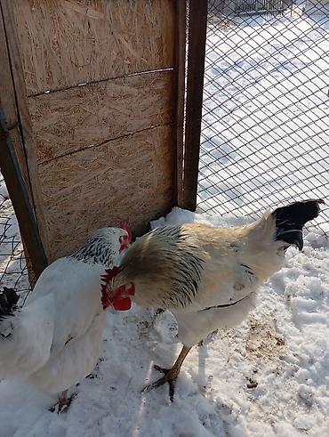 Куры, петухи: Продаю | Петух | Для разведения — 5