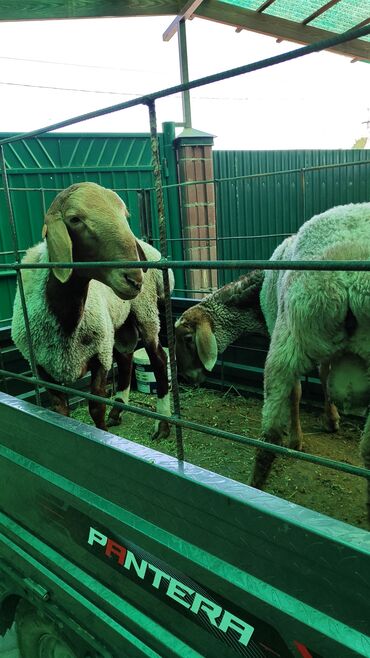 баран продаю: Продаю | Баран (самец) | На забой, Для разведения