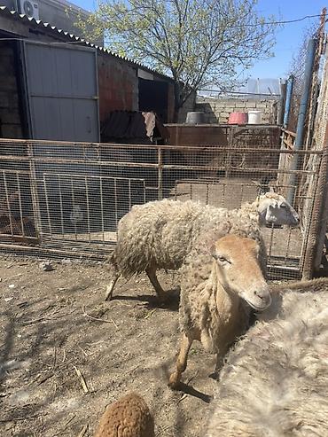 Qoyunlar, qoçlar: Qoyun və Keçi — təsərrüfat heyvanları - Növ: yerli qoyunlar və uzun — 20