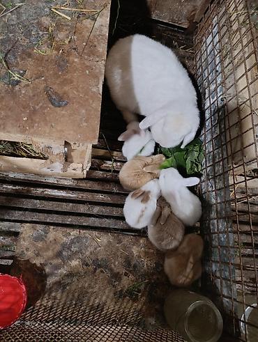 Gəmiricilər: Holland lop dovsanlarina endirim 15 manat.yerli dovsanlar tek tek 6 — 4