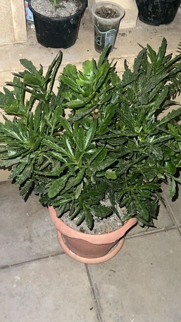 Otaq bitkiləri: Otaq və balkon üçün dekorativ bitkilər kolleksiyası - Qırmızı — 5