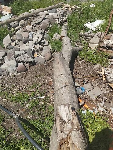 Лес кругляк: Крупные стволы, распиленные на участке. ОРЕХ - Диаметры основных — 4