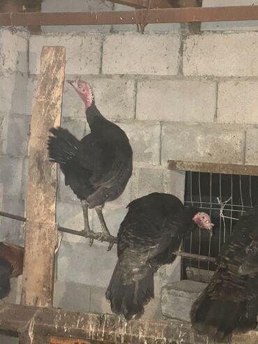 Индюки: Продаю | Индюк (самец) | Для разведения | Племенные — 7