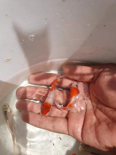 Рыбы: Рыба карп кои японские декоративный разне цветле размер7-10см до 35см — 7