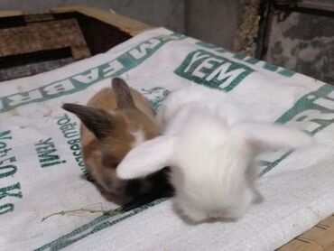 heyvan qaz: Holland lop balaları 20 gunlukdur.1 ededı 15 manat.tek satılmır