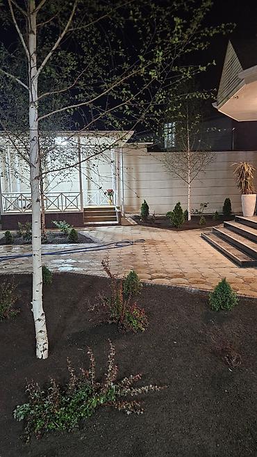 Берёза: Саженцы — 24