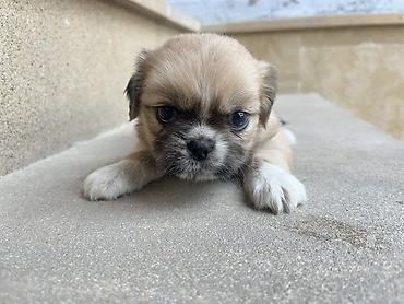 İtlər: Pekines — 7