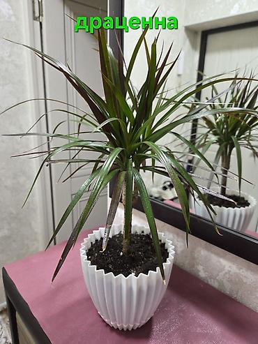 Драцены и Сансевиерии: Сансевиерия (Sansevieria, «щучий хвост») в горшке. Описание: - — 15