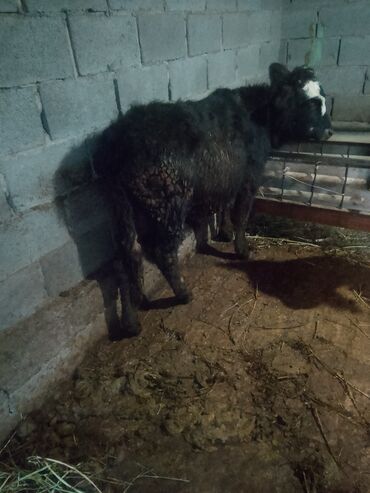 Коровы, быки: Продаю | Музоо, торпок | Полукровка | На откорм | Привязанные — 1